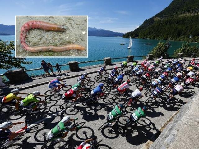 1700539063405095539.jpg Ciclistiarenicolamarina-kraB-U3450641520687qfD-656x492@Corriere-Web-Sezioni.jpg